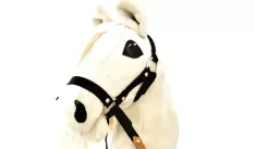 Šejla