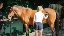 hobby-horsing-tabor-044