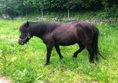 Blackie