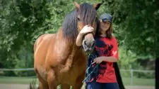 konsky-tabor-332