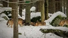 sumava-026