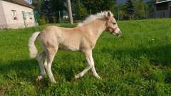 detske-tabory-sindibad-038