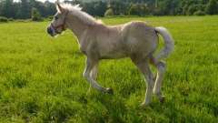 detske-tabory-sindibad-039