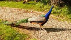 detske-tabory-sindibad-076