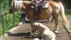 detske-tabory-sindibad-046