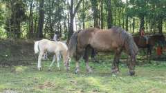 detske-tabory-sindibad-073