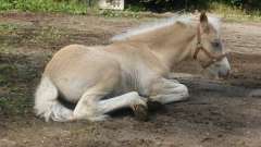 detske-tabory-sindibad-078