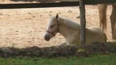 detske-tabory-sindibad-021