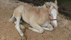 detske-tabory-sindibad-024