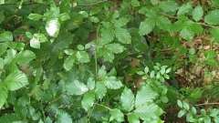 detske-tabory-sindibad-040