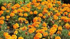 detske-tabory-sindibad-047