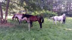 detske-tabory-sindibad-026