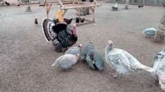 detske-tabory-sindibad-023