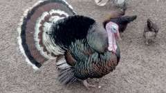detske-tabory-sindibad-027