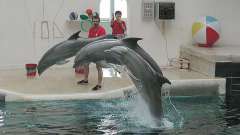 vylet-bulharsko-delfinarium-08