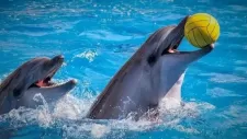 vylet-delfinarium-002