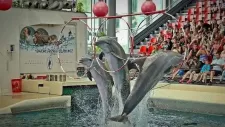 vylet-delfinarium-005