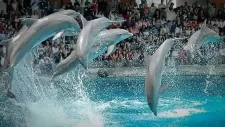 vylet-delfinarium-006