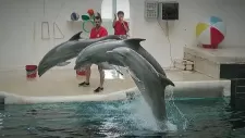 vylet-delfinarium-008